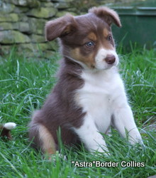 Red Tricolour, Female, Rough coated, border collie puppy